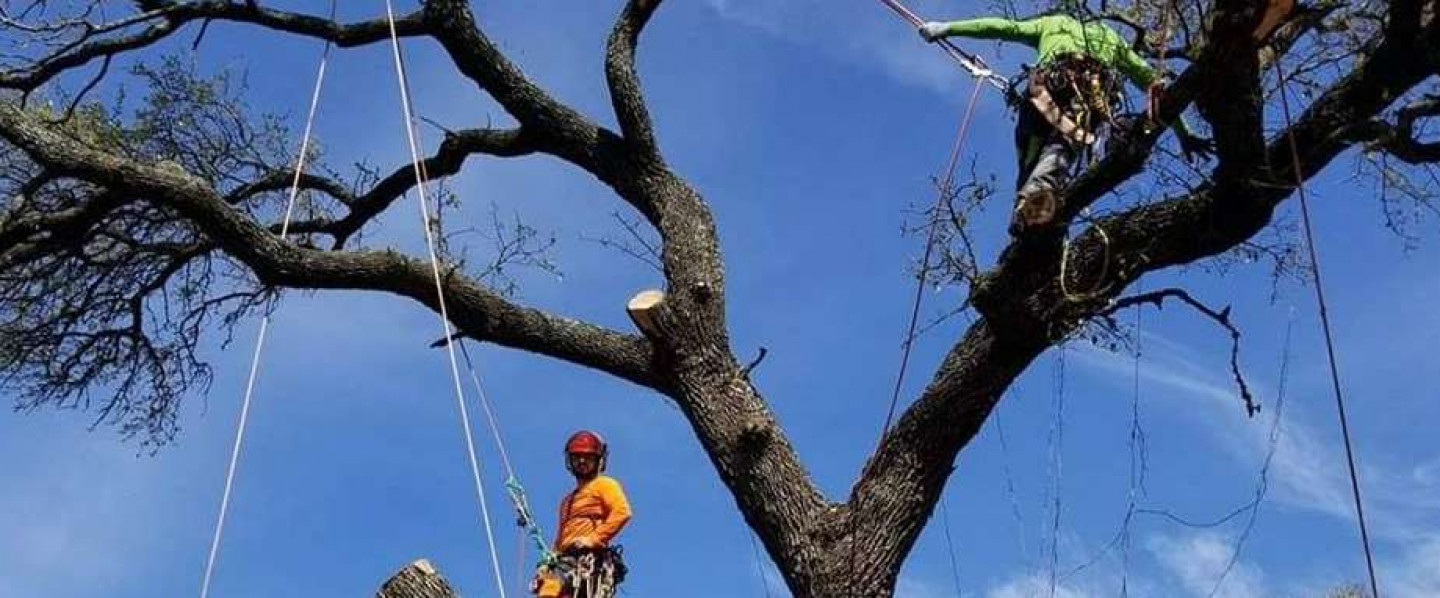Hi, I'm Owner and Certified Arborist, Andrew Machuca and this is Above It All Tree Care!